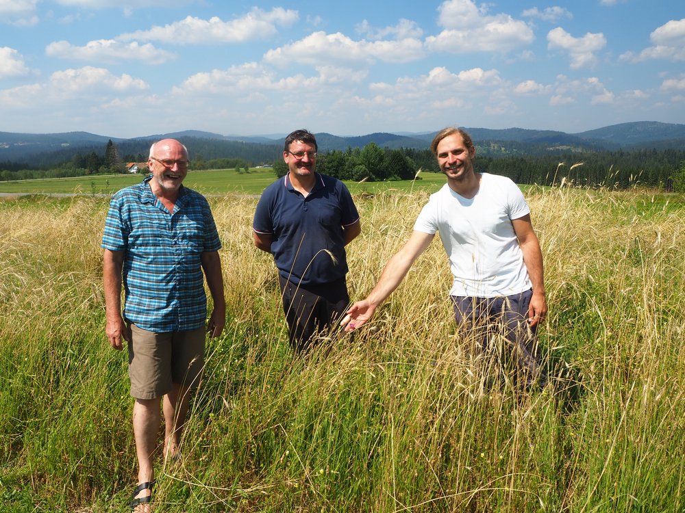 v.l.: Dipl.-Ing. Ernst Obermeier, Gemeinderat Martin Zellner und Toni Schuberl, die eine blühende Kornrade in einem Acker mit einer uralten Getreidesorte bewundern. 