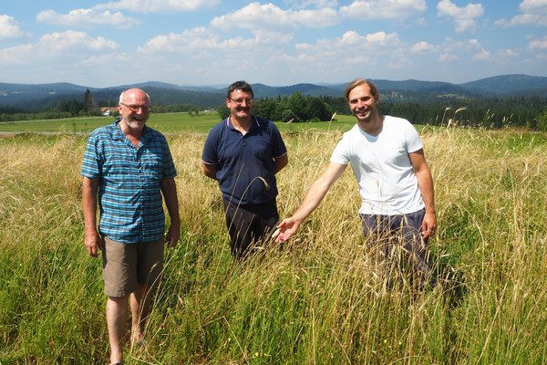 v.l.: Dipl.-Ing. Ernst Obermeier, Gemeinderat Martin Zellner und Toni Schuberl, die eine blühende Kornrade in einem Acker mit einer uralten Getreidesorte bewundern.  