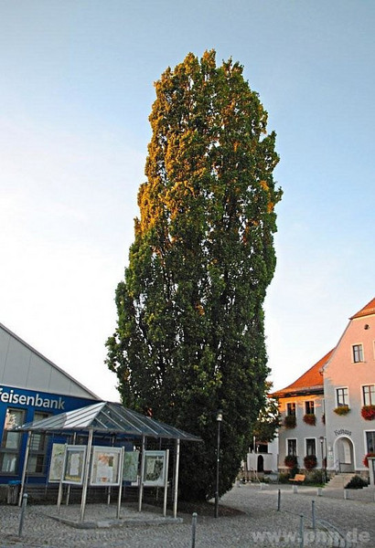 Durchaus markant: Direkt am Gebäude der Raiffeisenbank und gegenüber des Eginger Rathauses steht eine große Stieleiche. Manchen ist sie ein Dorn im Auge, andere finden, sie gehört zu Eging dazu. −Foto: Kuhnt